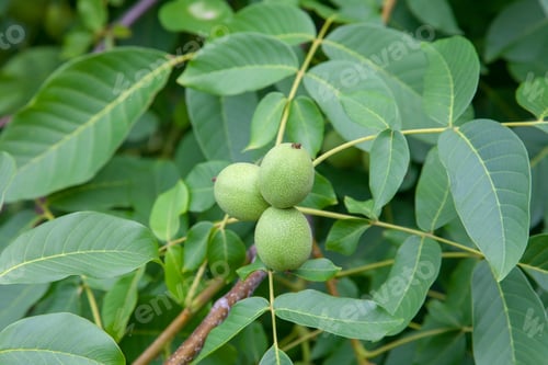 Preview: Fresh Walnuts Hanging On A Tree In The Blue Background. Green Walnut Brunch With Unripe Fruits In