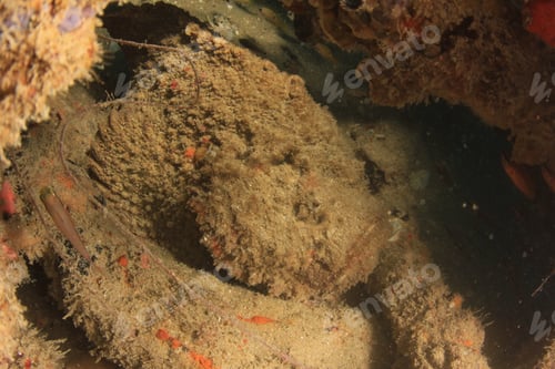 Preview: Stonefish