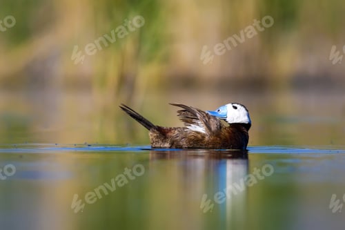 Preview: Swimming Cute Duck. Colorful Nature Background. Bird: White Headed Duck. Oxyura Leucocephala.