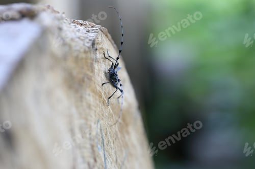 Preview: Rosalia Longicorn (Rosalia Alpina) Or Alpine Longhorn Beetle Swabian Jura Germany