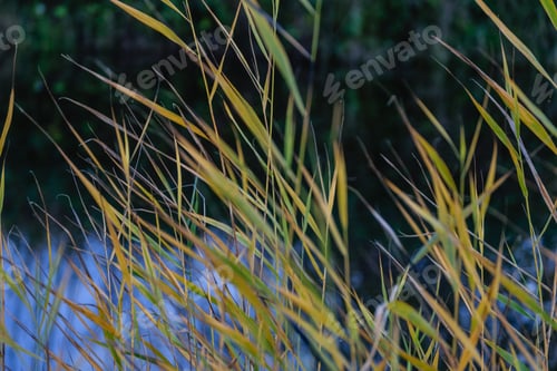 Preview: Lake With Water Reflections In Colorful Autumn Day With White Clouds In Blue Sky And Water Grass In