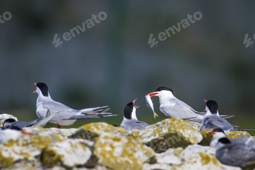 Preview: Cute Bird Tern. Bird Nest. Bird Mating Common Tern Sterna Hirundo