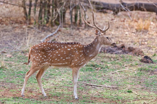 Preview: Chital Or Cheetal Deer (Axis Axis), Also Known As Spotted Deer Or Axis Deer In The Bandhavgarh
