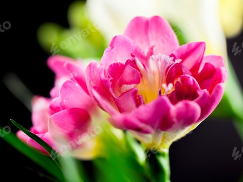 Preview: Beautiful Freesia Flower With Details