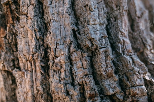 Preview: The Texture Of The Bark Of A Large Old Tree On A Sunny Day. Close-Up. Macro