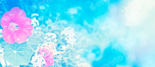 Preview: Nasturtium Flowers. Summer Landscape