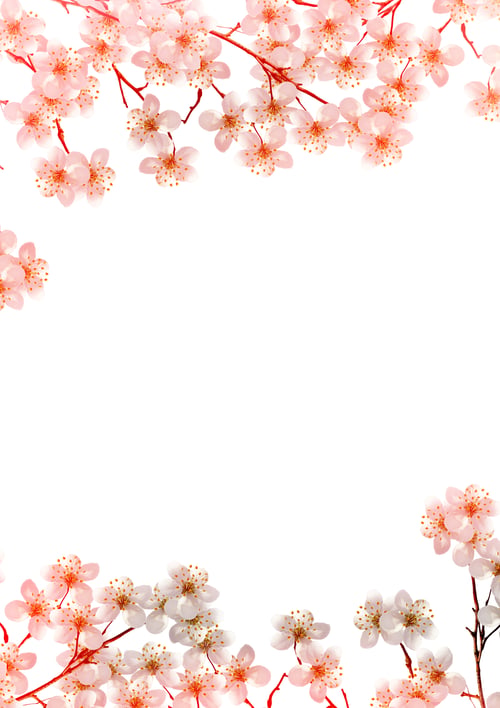 Preview: Branch Of Cherry Blossoms Isolated On White Background.