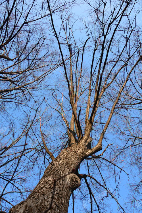 Preview: Deciduous Tree On Blue Sky Background, Armenia