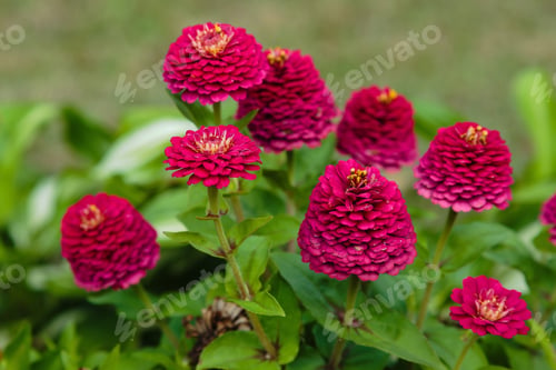 Preview: Beautiful Flowers Of Zínnia In The Summer Garden