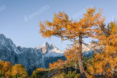 Preview: Beautiful Autumn Landscape In Julian Alps. Larches Are Glowing In The Early Morning.