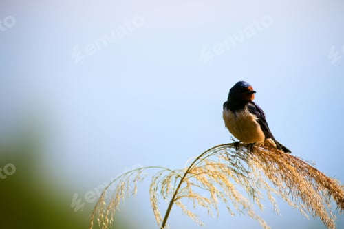 Preview: Bird On Branch. Blue Sky Background. Barn Swallow