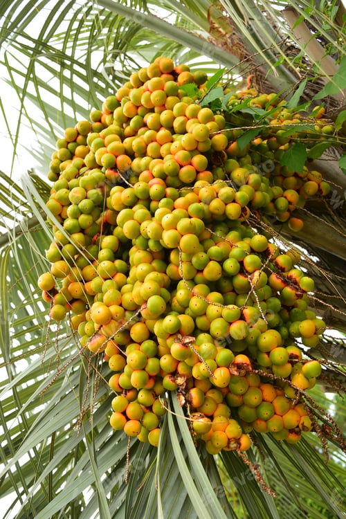 Preview: Bunch Of Dates On The Palm Tree