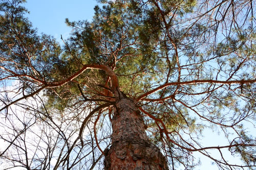 Preview: Pine Tree From Below