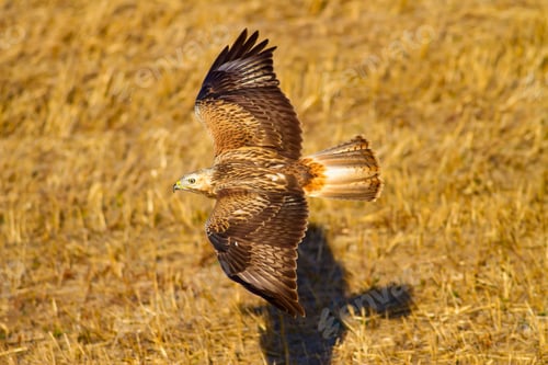 Preview: Bird Of Prey. Natural Background.