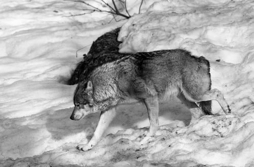 Preview: Wolves In The Bavarian Forest National Park, Bavaria, Germany