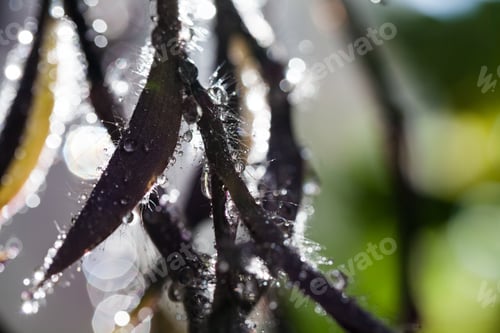 Preview: Abstract, Macro Composition With Leaves And Water Drops