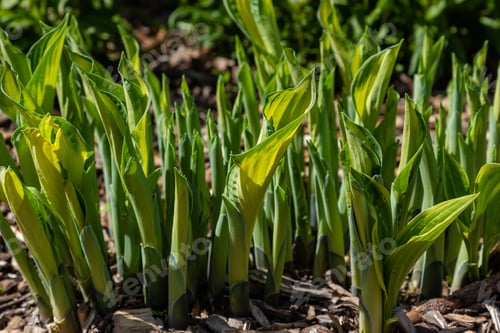 Preview: Green Shoots Of Hosta In The Spring Garden. Green Leaves Of Hosta On A Natural Background.