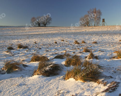 Snowy Fields with Trees and Wooden Structure