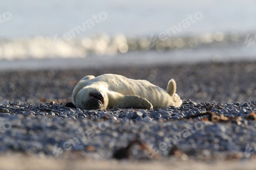 Preview: Grey Seal (Halichoerus Grypus) Pup Helgoland Germany