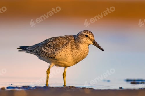 Preview: Water Bird And Habitat. Natural Background. Bird: Red Knot. Calidris Canutus.
