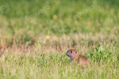 Preview: Gopher In The Grass