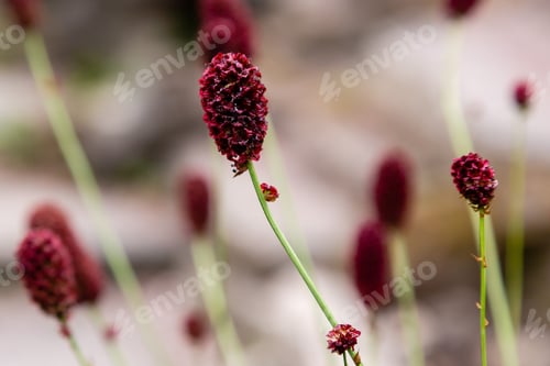 Preview: Sanguisorba Officinalis, The Great Burnet, Is A Plant In The Family Rosaceae, Subfamily Rosoideae