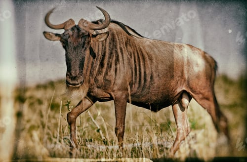 Preview: Vintage Style Image Of A Wildebeest In The Serengeti National Park, Tanzania