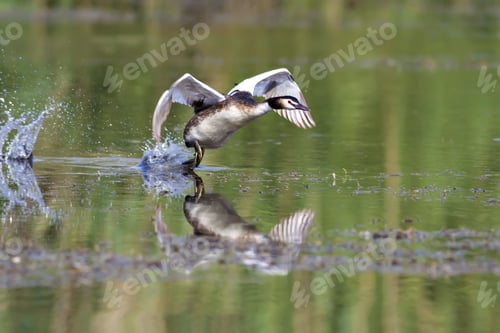 Preview: Running Bird. Bird: Great Crested Grebe. Podiceps Cristatus. Green Nature Background. Ankara, Mogan
