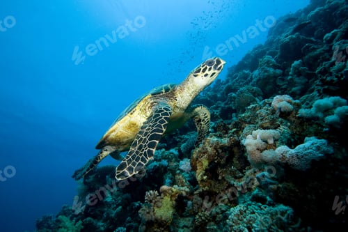 Preview: Hawksbill Turtle Swims Along An Underwater Wall
