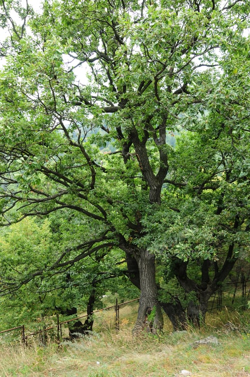 Preview: Oak Trees