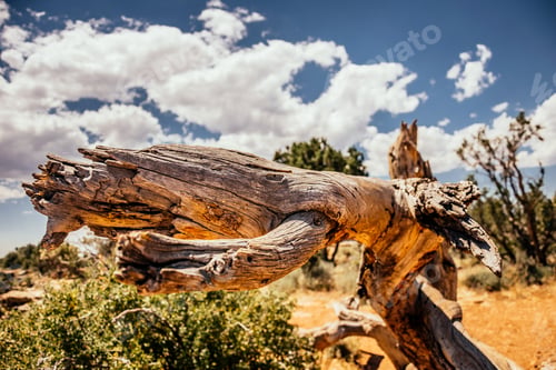 Preview: Desert Of Arizona. Desert Vegetation Of The Grand Canyon
