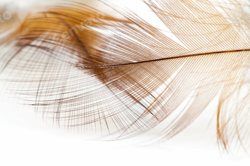 Preview: Colorful Fen Feather With White Background