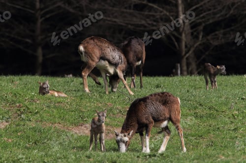 Preview: Big European Mouflon On The Grassland Wild Animal In The Nature Habitat, Saxony , Germany