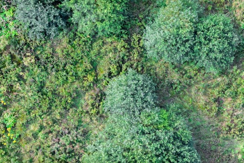 Preview: Aerial View Over The Trees