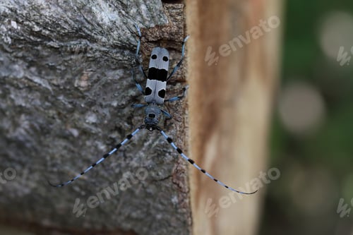 Preview: Rosalia Longicorn (Rosalia Alpina) Or Alpine Longhorn Beetle Swabian Jura Germany