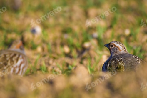 Preview: Partridge. Green Brown Nature Background. Bird: Grey Partridge. Perdix Perdix.