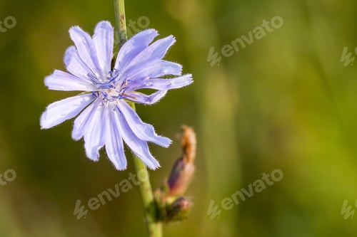 Preview: Cichory (Cichorium Intybus) Plant With Flowers On Natural Background