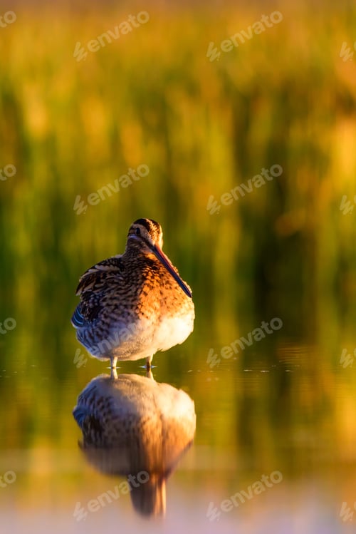Preview: Wonderful Light And Bird Nature. Nature Background. Bird: Common Snipe. Gallinago Gallinago.
