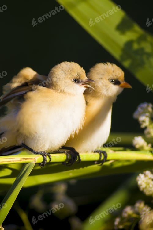 Preview: Cute Birds. Green Nature Background. Bearded Reedling / Panurus Biarmicus