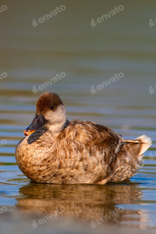 Preview: Swimming Duck. Nature Background. Red Crested Pochard. Netta Rufina. Female