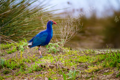 Preview: Blue Bird. Purple Swamphen. Nature Background.