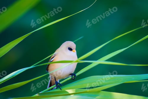 Preview: Cute Bird. Green Nature Background. Bearded Reedling / Panurus Biarmicus