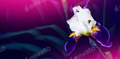 Preview: Bright Colorful Iris Flowers On A Background Of The Spring Landscape.