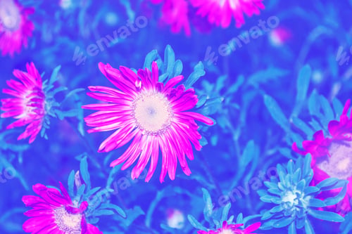 Preview: Colorful Autumn Flowers Of Aster. Natural Floral Background.