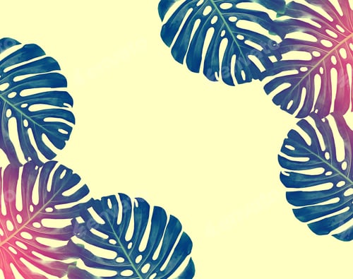 Preview: Green Leaf Of A Tropical Flower Monstera