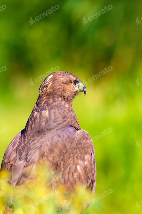Preview: Bird Of Prey. Portrait Of Buzzard. Green Nature Background.