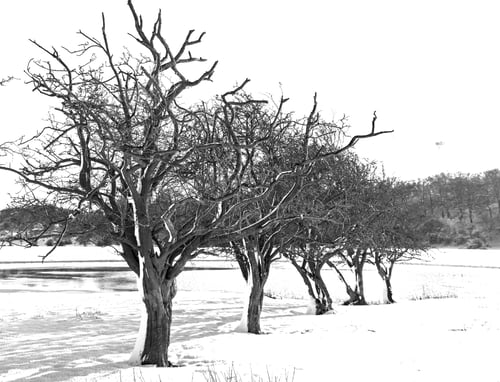 Preview: Bare Trees In A Winter Landscape