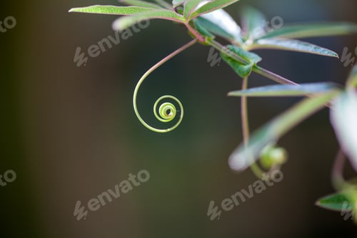 Preview: Passion Flower (Passiflora Incarnata) With Details