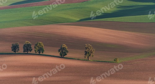 Preview: Chestnut Avenue In South Moravia