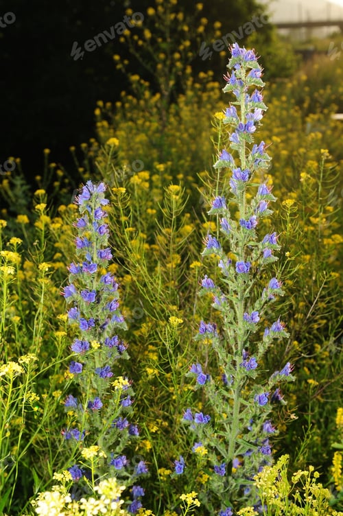 Preview: Viper'S Bugloss (Echium Vulgare)
